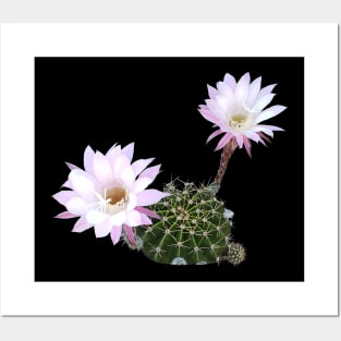 Flowering Cactus Posters and Art